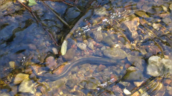 Lampreys