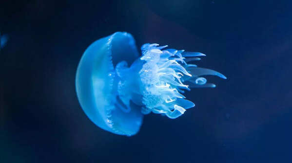 Jellyfish