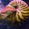 Nautilus
