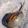 Horseshoe Crab