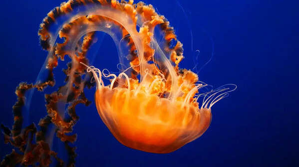 From Coelacanth to Lamreys: 8 living animals that existed even before Dinosaurs