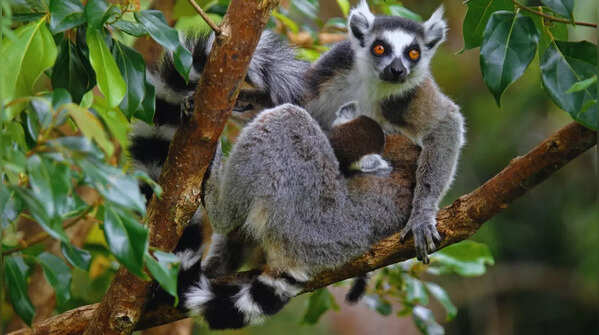Madagascar