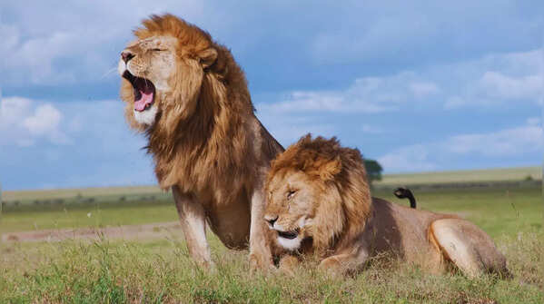 8 countries around the world most famous for their wildlife