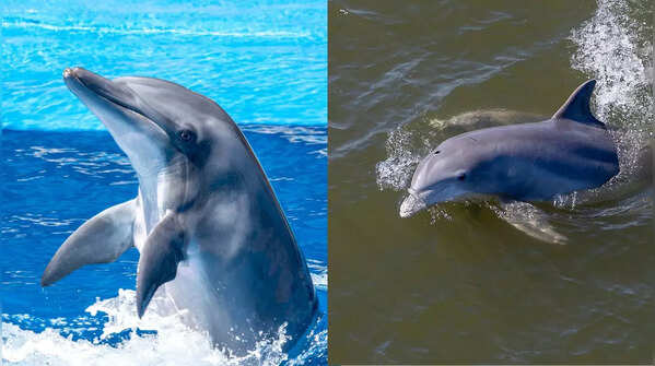 Dolphin and porpoise
