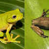 Frog and toad