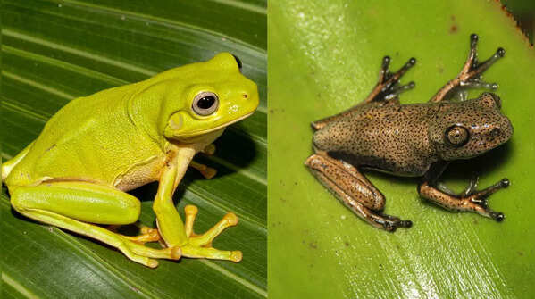Frog and toad