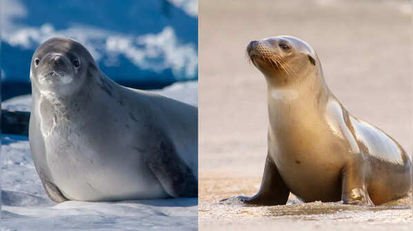 Seal and sea lion