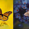 Butterfly and moth