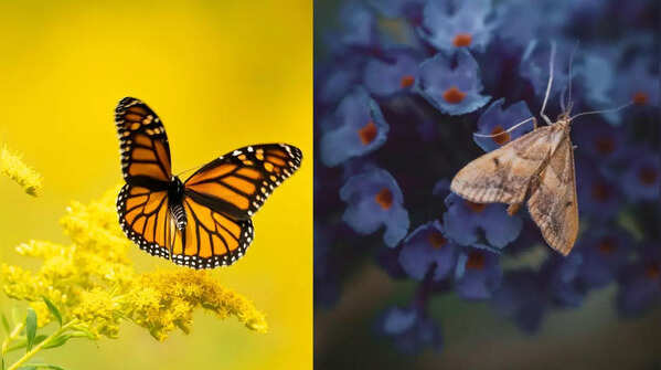 Butterfly and moth