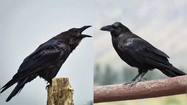 Crow and raven
