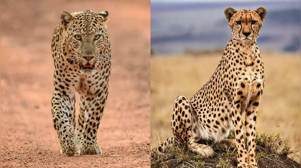 Leopard and cheetah