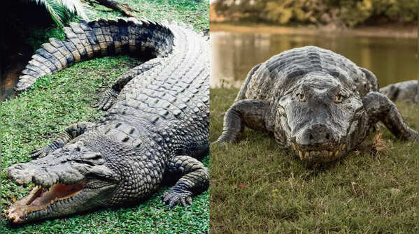 Crocodile and alligator
