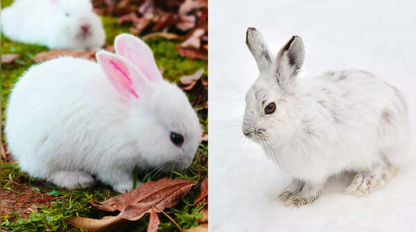 Rabbit and hare
