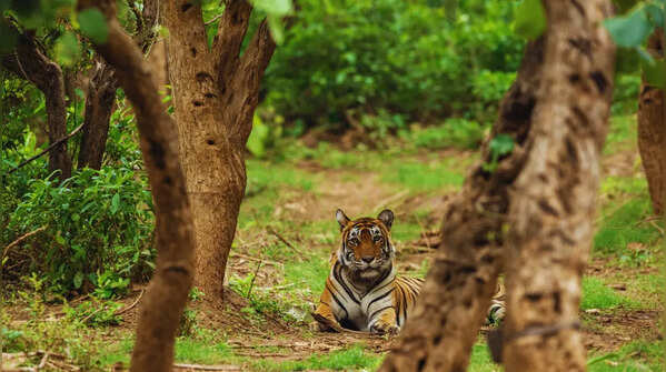 Sariska Tiger Reserve, Rajasthan