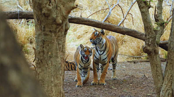 Ranthambore National Park, Rajasthan
