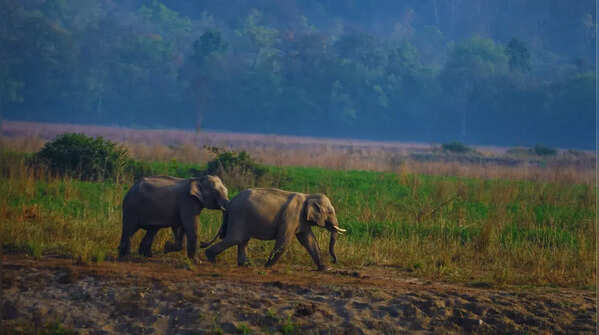 Rajaji National Park, Uttarakhand
