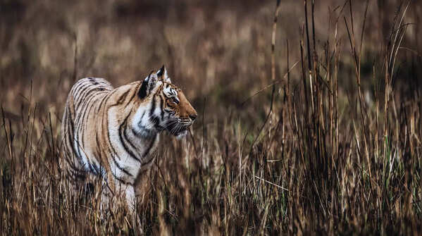Jim Corbett National Park, Uttarakhand