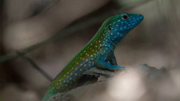 Rainbow whiptail (Cnemidophorus lemniscatus)