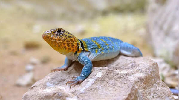 Collared lizard (Crotaphytus collaris)