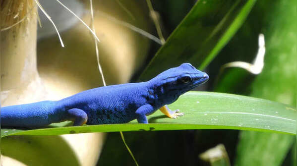 Electric blue gecko (Lygodactylus williamsi)