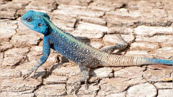 Blue-headed agama (Agama agama)