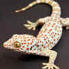 Tokay gecko (Gekko gecko)