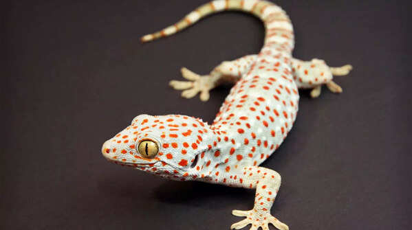 Tokay gecko (Gekko gecko)