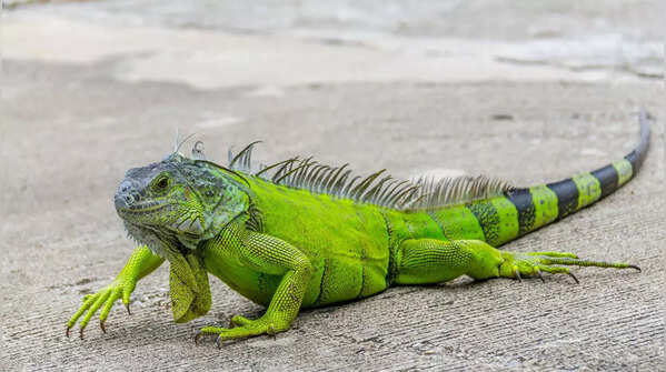 Green iguana (Iguana iguana)