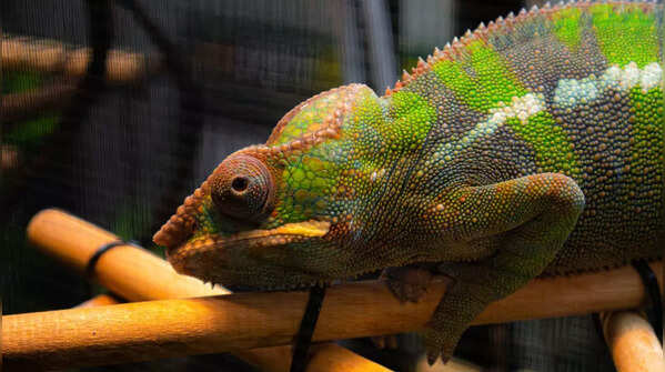 Panther chameleon (Furcifer pardalis)