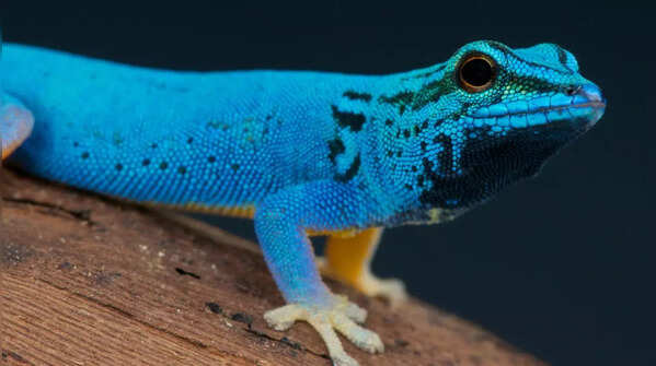 Green Iguana to Rainbow Whiptail: 7 vibrantly coloured lizards from around the world