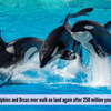 Article image for: Will Dolphins and Orcas ever walk on land again after 250 million years of evolution? Science has a chilling answer