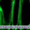 Article image for: Scientists film plants breathing as stomata open and close in real time