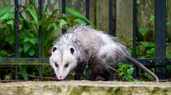 North American Opossums