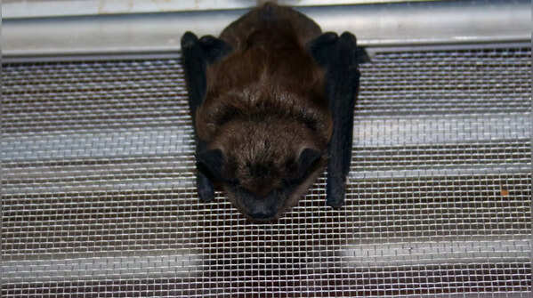 Little Brown Bats