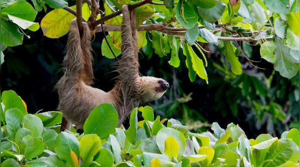 Sloths