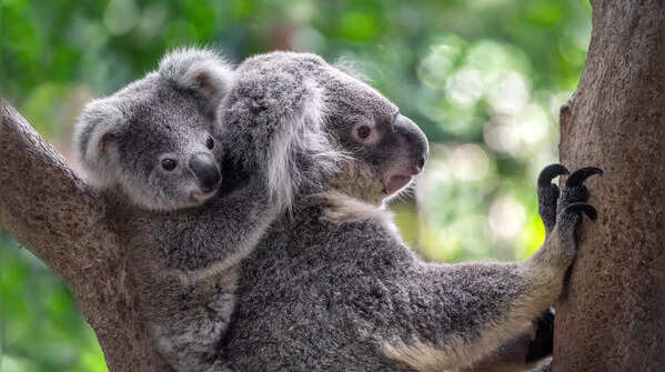 Koalas
