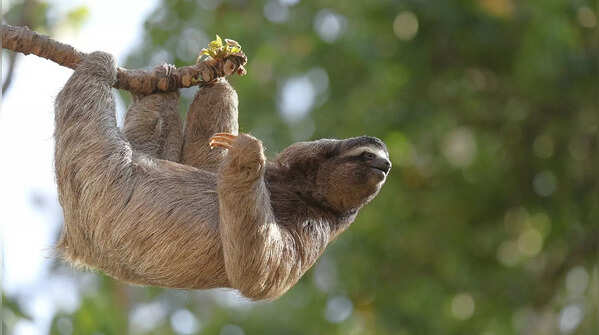 These 5 animals sleep most of the day