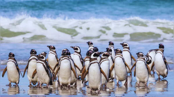 Falkland Islands