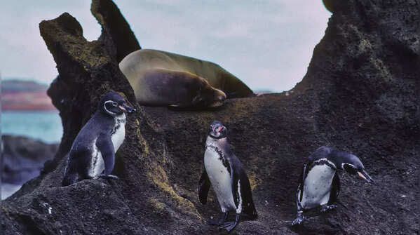 Galápagos Islands, Ecuador