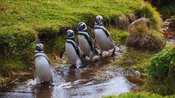 Phillip Island, Australia