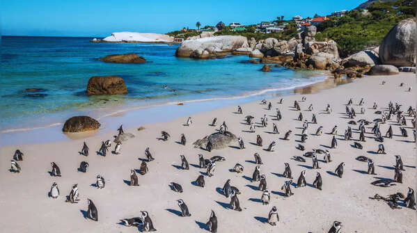 Boulders Beach, South Africa