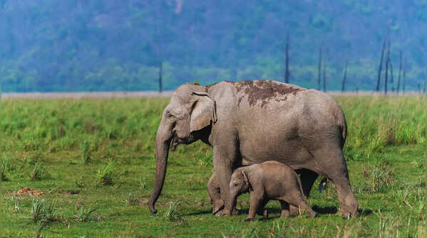 Exceptional diversity of wildlife beyond tigers