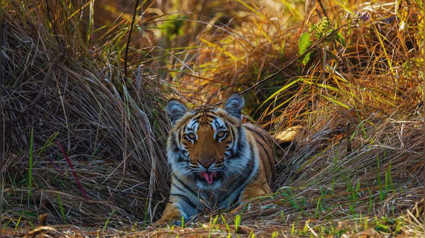 Best tiger sighting locations with regular sightings