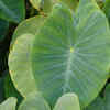 boom plant Boom Boom White Dahlia Tuber main image 1