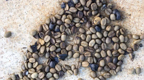 Sea-Aged Coffee (Underwater Storage)