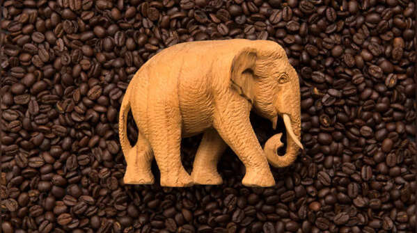 Elephant Coffee (Black Ivory – Thailand)
