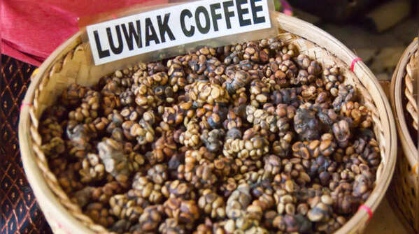 Civet Coffee (Kopi Luwak – Indonesia)