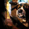 Cujo (1983)