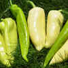 Szentesi paprika