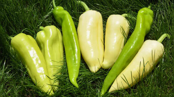 Szentesi paprika